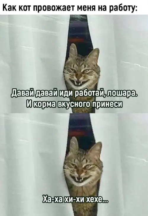 Смешная картинка №702159 Коты 