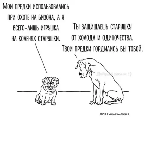 Смешная картинка №303398 :3 собаки, животные