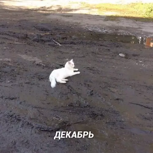 Смешная картинка №431151 Так и будет