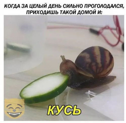 Смешная картинка №315914
