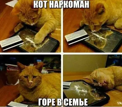 Смешная картинка №200470 кот, кошки, наркоманы