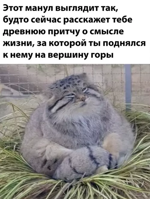 Смешная картинка №650087