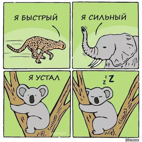 Смешная картинка №279946 животные