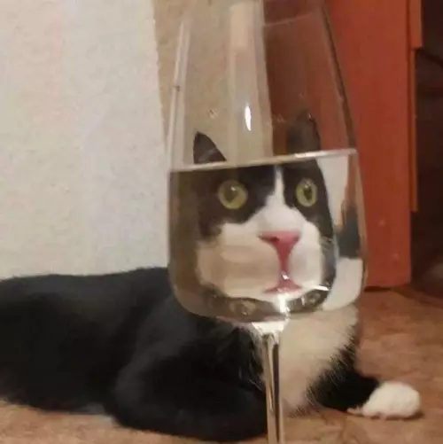 продолжение Смешная картинка №690592 Мой любимый жанр фотографии: «Коты и стаканы»