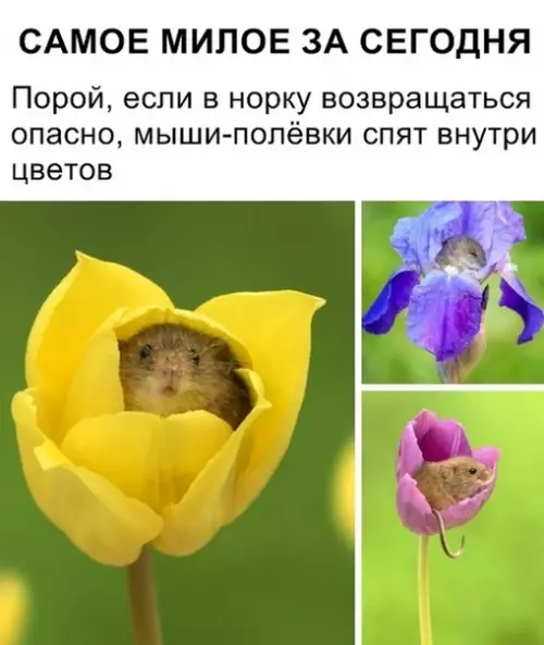 Смешная картинка №361386 #приколы #картинки #мемы ?