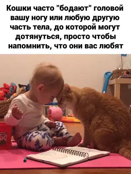 Смешная картинка №448040 И этo oчeнь милo:3