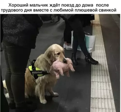 Смешная картинка №316497