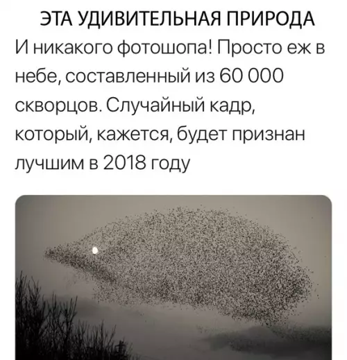 Смешная картинка №316724