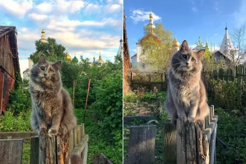 Смешная картинка №676738 фотограф встретил того же самого кота спустя год на том же месте