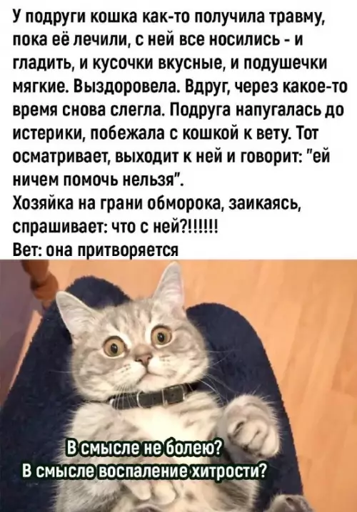 Смешная картинка №713731 Анекдоты  Мемы  Юмор коты