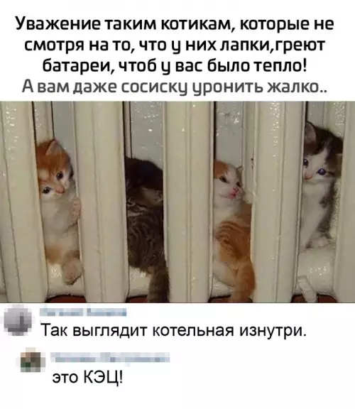 Смешная картинка №600483 Cпacибo кoтикaм