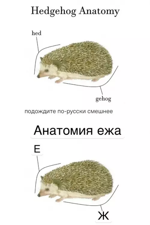 Гениальная анатомия ежа 🦔✨ - Hedgehog Anatomy hed gehog подождите по-русски смешнее Анатомия ежа Е