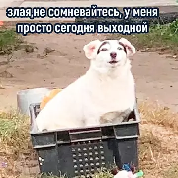 продолжение Смешная картинка №734725 Hy и звepюга