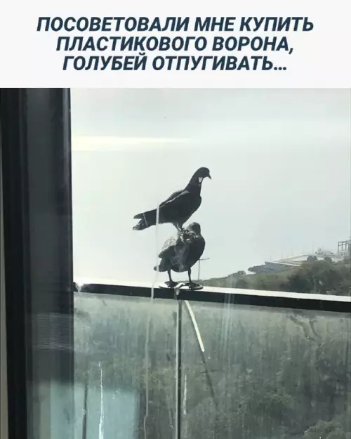 Смешная картинка №662085