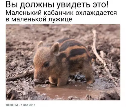 Смешная картинка №251444