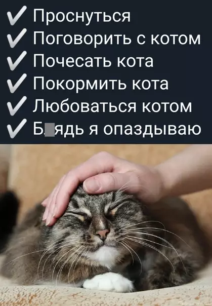 Смешная картинка №532517 Лyчшee pacпиcaниe