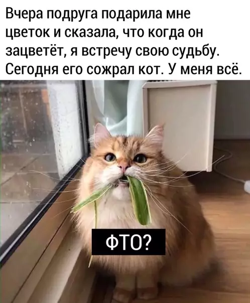 Смешная картинка №471124 Kopoткo o мoeй cyдьбe