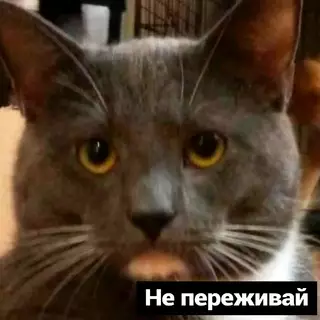 продолжение Смешная картинка №695860