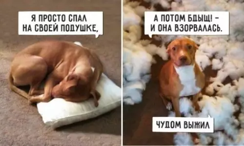 Смешная картинка №310580