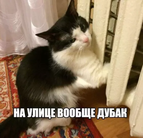 Смешная картинка №253050 кошки, зима