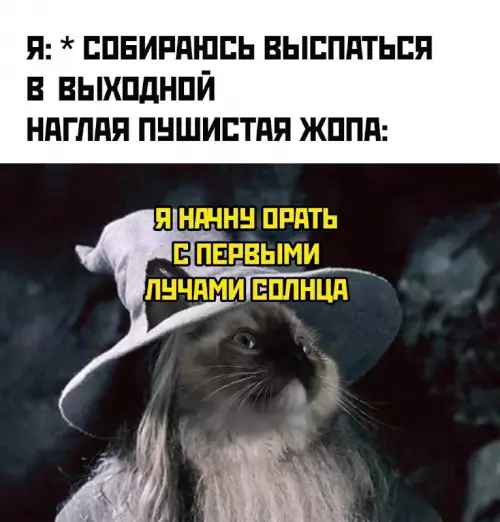 Смешная картинка №718358 Анекдоты  Мемы  Юмор коты