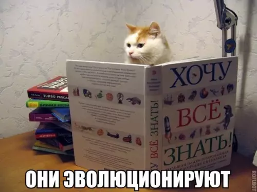 Смешная картинка №179197 коты