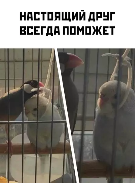 Смешная картинка №537579