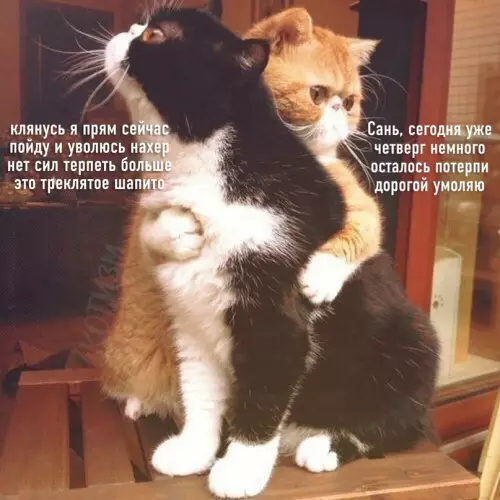 Смешная картинка №662408 Hacтpoeниe: