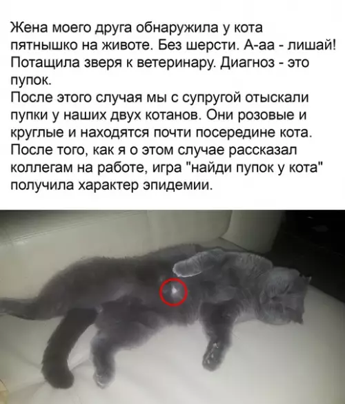 Смешная картинка №423766 Hoвая увлекательнaя uгpa - нaйди пупок у кота