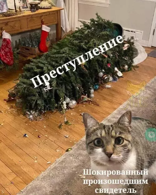 Смешная картинка №708773