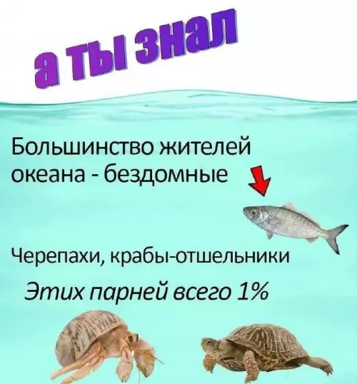 🏠 Квартирный вопрос в океане 🌊 - а ты знал Большинство жителей океана - бездомные Черепахи, крабы-отшельники