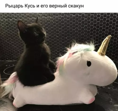 Смешная картинка №299744 Кошки
