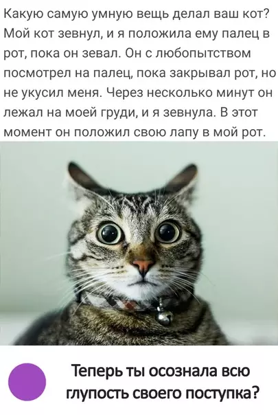 Смешная картинка №297523 Смышленый кот! кошки