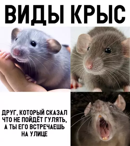 Смешная картинка №313095