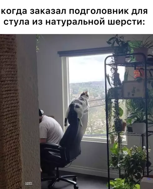 Смешная картинка №601283 Идеальный заказ Коты