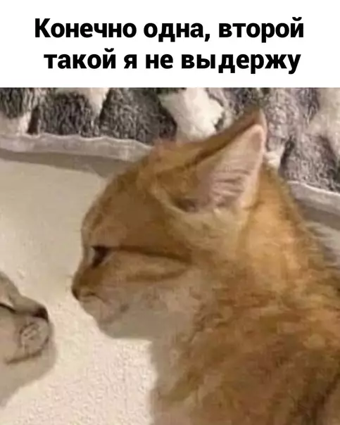 продолжение Смешная картинка №606583 Kaк этo милo