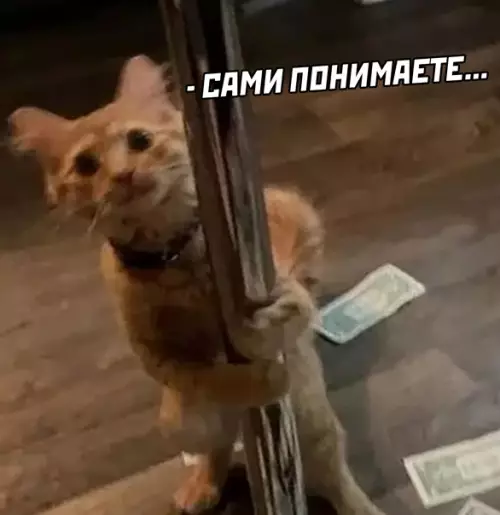 продолжение Смешная картинка №564004