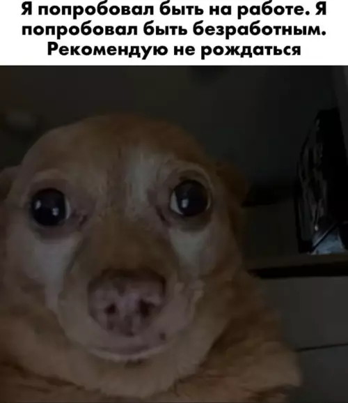 Выбор очевиден! 😂💔 - Я попробовал быть на работе. Я попробовал быть безработным. Рекомендую