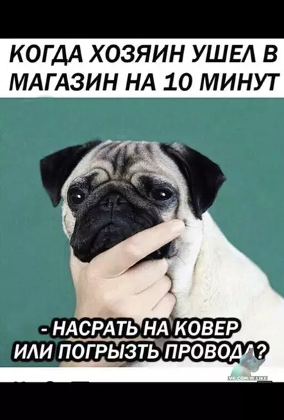 Смешная картинка №337705