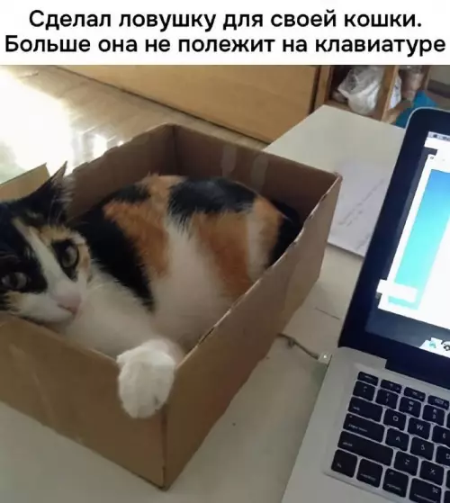 Смешная картинка №729134 Полежит кошки