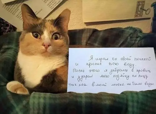 Смешная картинка №268576 А теперь криминальная сводка