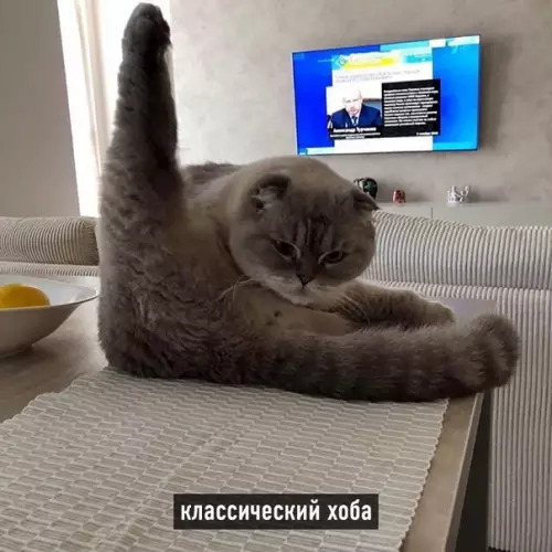 Смешная картинка №566203 Виды хоба: Кошки