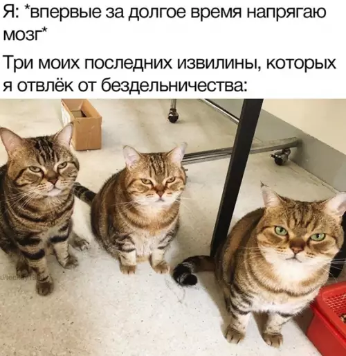 Смешная картинка №549222 коты