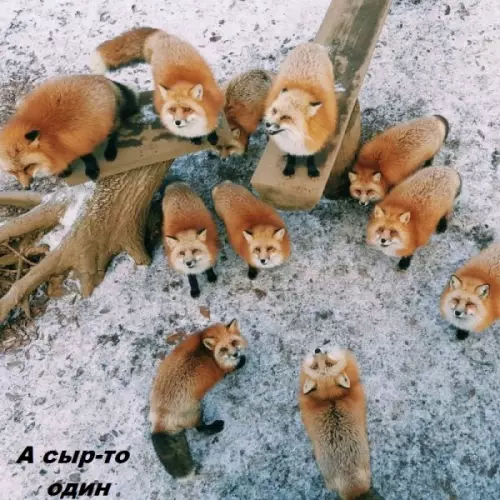 Смешная картинка №276037