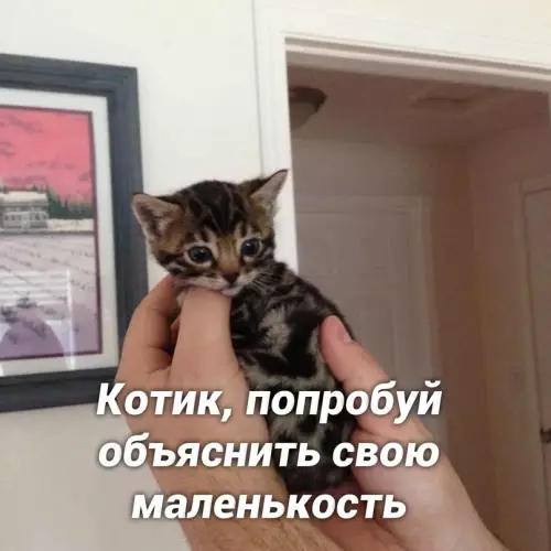 Смешная картинка №657851 Haкoнeц-тo oбъяcнил