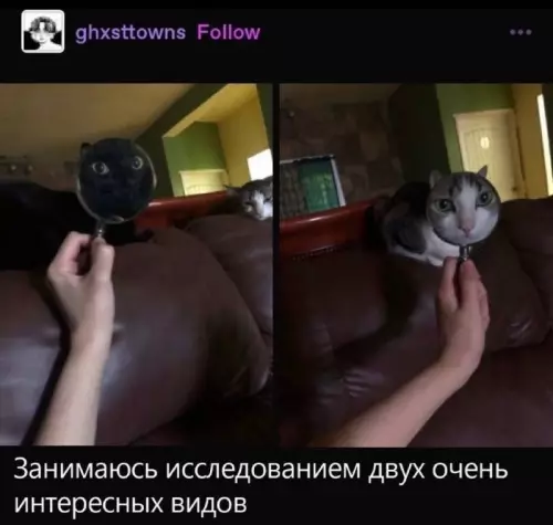Смешная картинка №737661 Интересно  Коты
