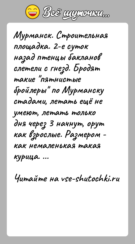 История: Мурманск. Строительная площадка. 2-е суток назад птенцы бакланов слетели с гнезд. Бродят такие пятнистые бройлеры по Мурманску стадами, летать ещё