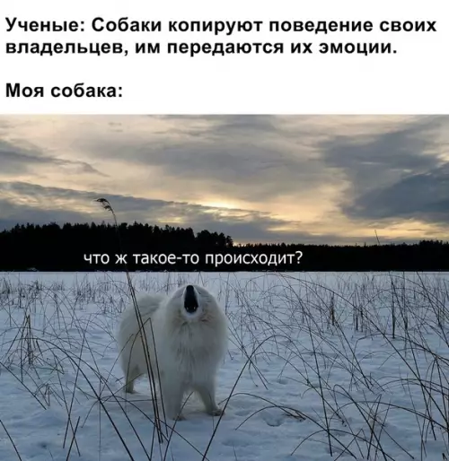 Смешная картинка №346122