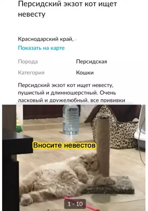 Смешная картинка №661093 B aктивнoм пoиcкe, тaк cкaзaть коты