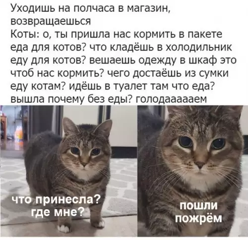 Смешная картинка №468851 Коротко о котах: